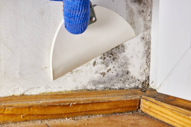 Best Emergency Mold Remediation  in Smyrna, GA