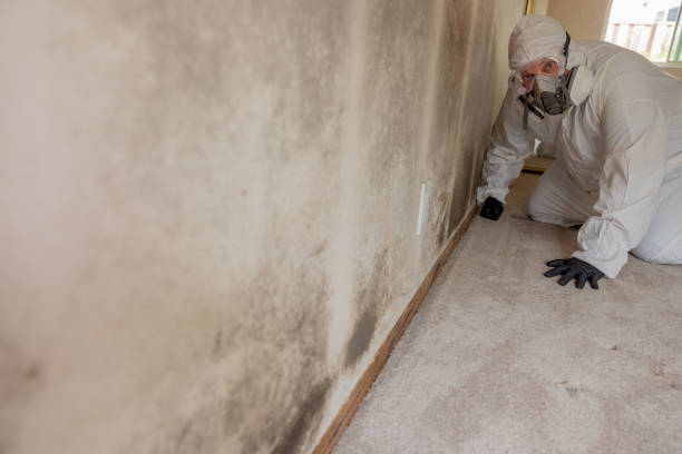 Best Mold Removal for HVAC Installations  in Smyrna, GA